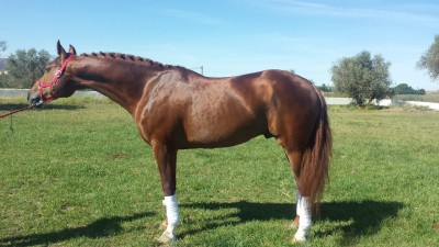 REFERENCIA 121234115, KWPN x SILLA FRANCÉS. NACIDO EN 2008, 1,73 METROS.