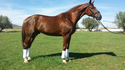 REFERENCIA 121234117, PURA RAZA KWPN, NACIDO EN 2008, 1,80 METROS. SALTANDO.