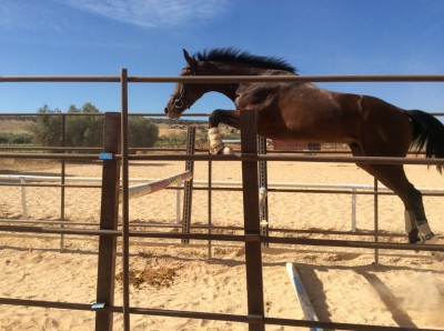 REFERENCIA 121234119