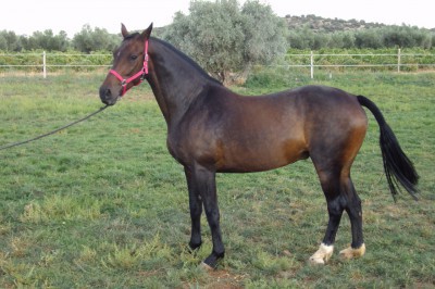 REFERENCIA 121234127, YEGUA DE DEPORTE CRUZADA (SF x HAN)