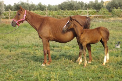 REFERENCIA 121234128, YEGUA DE DEPORTE CRUZADA ( AÁ x SF) CON POTRA HIJA DE BALOUBET SON.