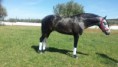 /album/caballos/a20140502-164136-jpg/