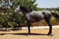 /album/caballos/dsc02760-jpg/