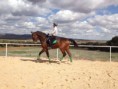 /album/caballos2/img-2232-jpg/