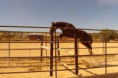 /album/caballos2/dsc02379-jpg/