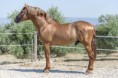 /album/caballos/nazarin-jpg/