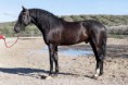 /album/caballos/nubarron-jpg/
