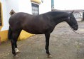 /album/potros-y-potras/sultana-jpg/